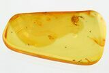 Large Fossil Pseudoscorpion (Pseudoscorpiones) In Baltic Amber #367282-2
